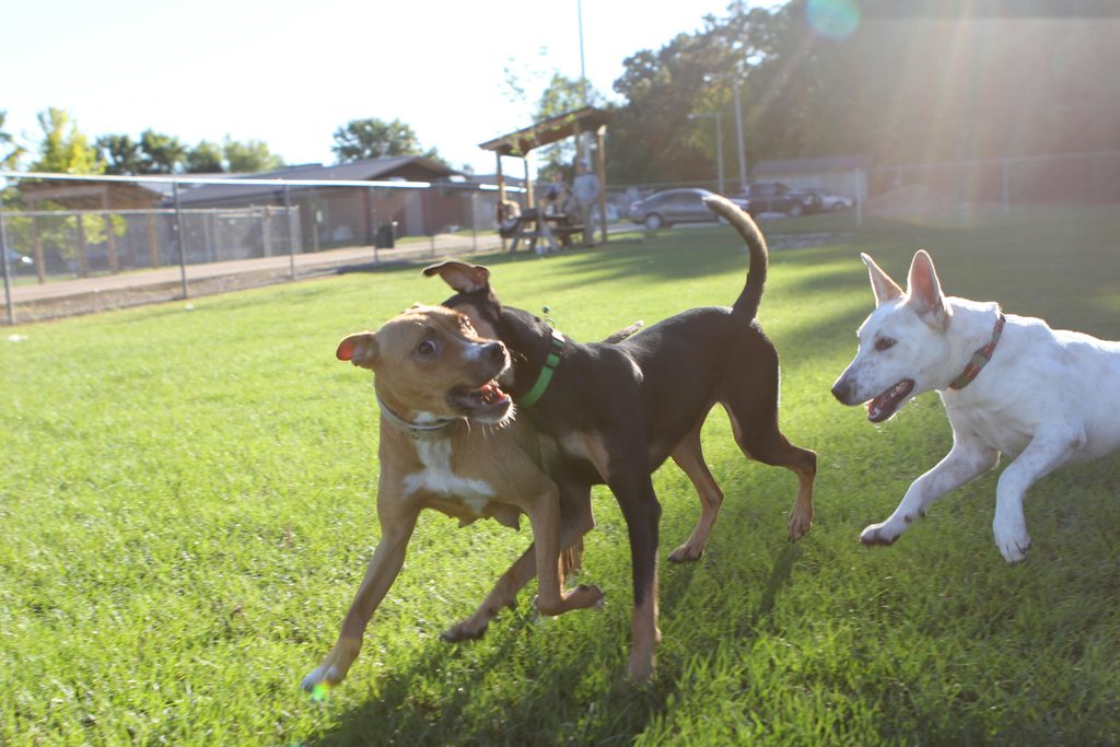 Parque canino